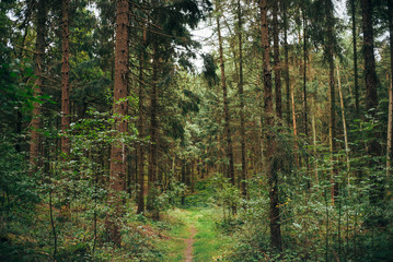Herbstlicher Waldspaziergang in Niedersachsen