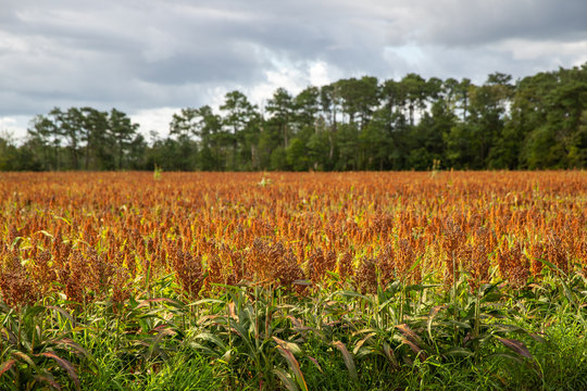 southern delaware sussex county sorghum field