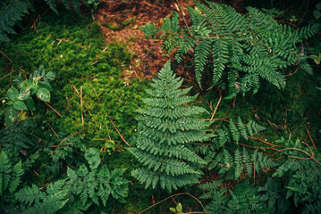 Herbstlicher Waldspaziergang in Niedersachsen