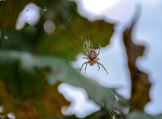 spider spider weaves a web on a background of leaves