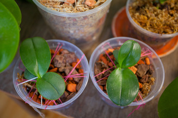 Beautiful rare orchid in pot on blurred background
