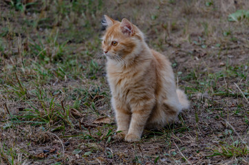 Naklejka na ściany i meble red cat sits in the autumn in the yard