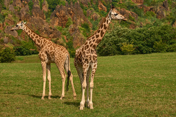 pair of giraffes
