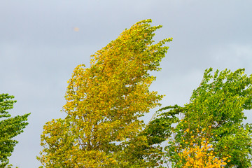 Strong storm on the tree