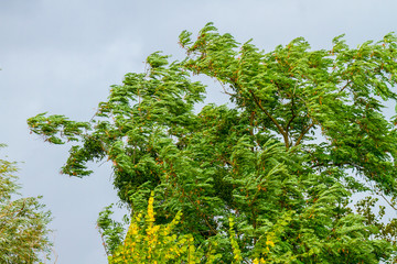Strong storm on the tree