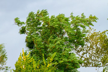 Strong storm on the tree