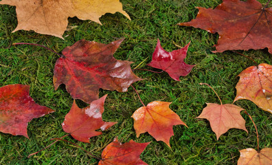 Fallen maple leaves on green grass