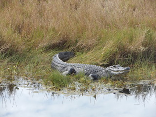 Alligator