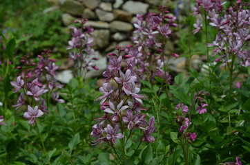 Diptam (Dictamnus albus)