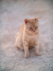 Small tabby street cat