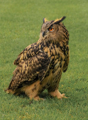 portrait of an eurasian eagle owl