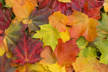 Naklejka na ściany i meble Fall colorful autumn maple leaves texture