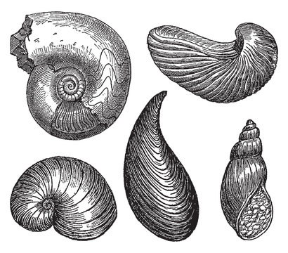 Vintage engraving of gastropods