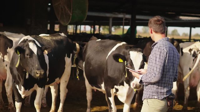 Slow motion of an young farmer is using a tablet for controlling a state of grown cows used for biological milk products industry in a farm and smiling in camera.