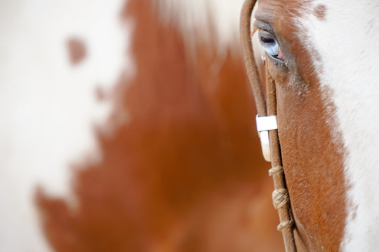 Paint Mare In Western Tack In Field