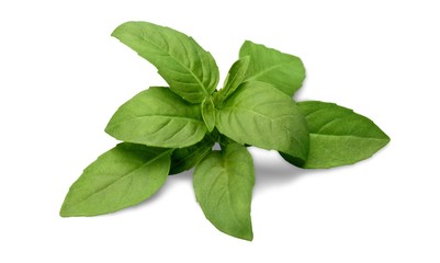 Basil.