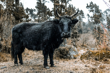 Himalaya mountain with Yak animals, Napal. Manaslu circuit trek.