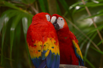Guacamayos cariñosos