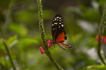 Mariposa en una flor