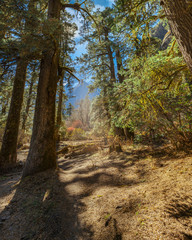 Obraz premium Forest in Himalayan mountains in Manaslu region, Nepal. 