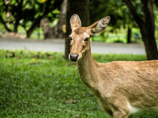 Close-up Eld's deer or Brow-antlered deer (Rucervus eldii thamin) standing on the lawn