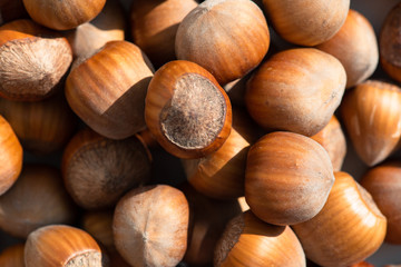 Hazelnut. Fresh organic filbert on white background. Nut macro. 