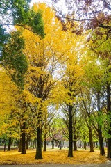 Naklejka premium 秋の蘆花公園、黄色く染まったイチョウ