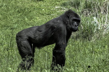 Gorilla. Full body shot and standing on all fours in field of grass