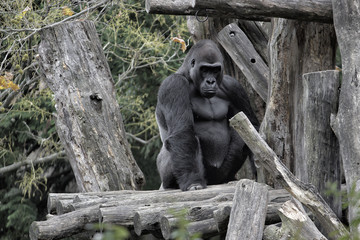 Gorilla. Sittin on logs and mostly facing the camera.