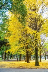 Fototapeta premium 黄色く染まった蘆花公園のイチョウ