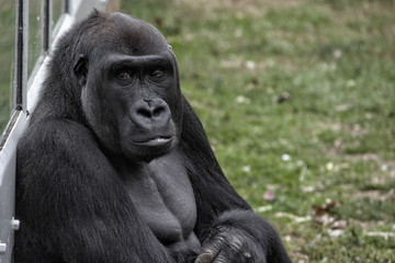 Gorilla. Closeup of head and upper torso and mostly looking at the camera.