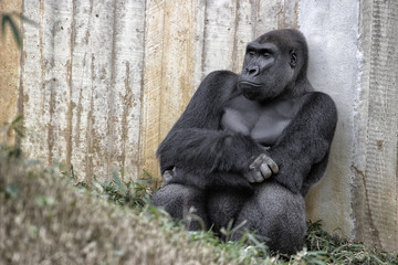 Gorilla. Setting down against a wooden fence.