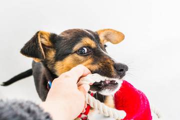 Puppy found hit by car and rescued with injured paws playing with red toy on white background