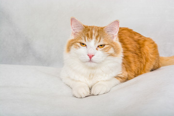 Fototapeta na wymiar Ginger white longhair cat with satisfied face on white background