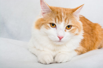 Ginger white longhair cat with amber eyes on white background