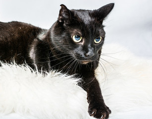 Fototapeta premium Black cat with glossy hair lying on white fur with light background