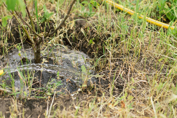 gardener watering a small growing tree on a farm. A man grows a walnut tree. Hose watering the garden