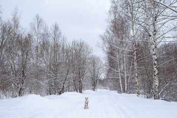 Fototapeta na wymiar Mixed breed dog outside in winter meadow