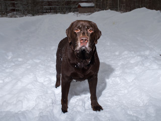 Chocolate labrador retriever dog standing in the snow