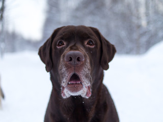 Fototapeta premium Chocolate labrador retriever dog sitting in the snow