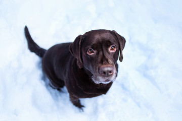 Chocolate labrador retriever dog sitting in the snow
