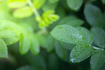 Close Up green leaf under sunlight in the garden. Natural background with copy space.