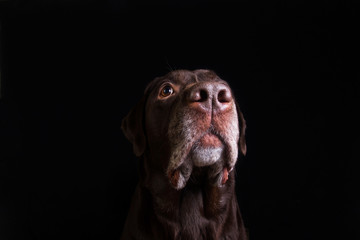 Face portrait of brown chocolate labrador retriever dog isolated on black background. Dog face close up.