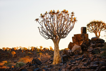 Quiver tree forest in Namibia