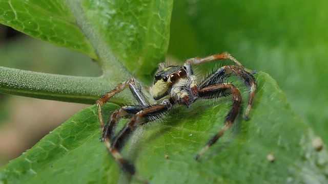 Jumping spider on green leaves in tropical rain forest. 