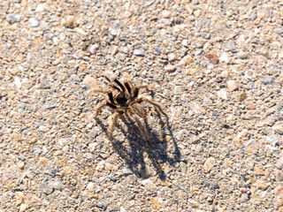  Spider walks the routes of south america
