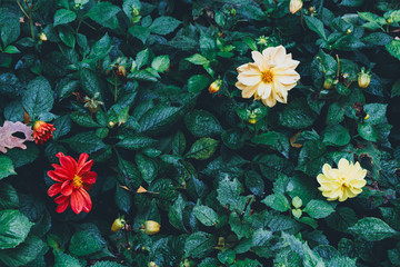 Wallpaper with beautiful annual Dahlia flowers. Garden shrub with colorful and bright autumn leaves...