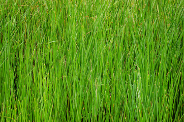 Background of high green grass grown on the swamp.