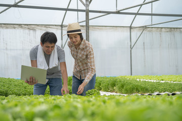 Farm entrepreneur checking quality of hydroponic vegetables product before harvest and sell to customer.