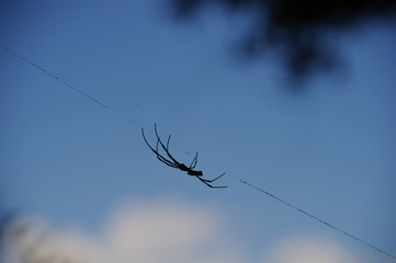 蜘蛛　クモの巣